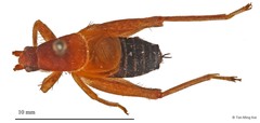 Ornebius rufonigrus