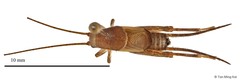 Ornebius tampines Tan & Robillard, 2012