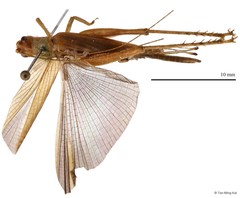 Dinomunda griseipennis • © Tan Ming Kai • All Rights Reserved