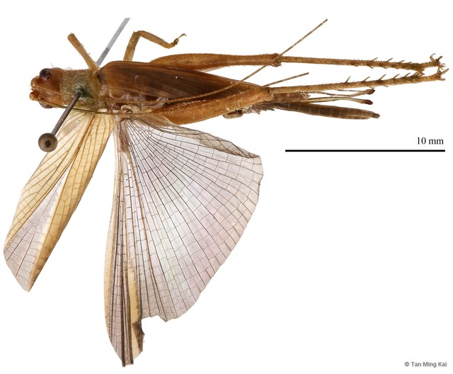 Dinomunda griseipennis