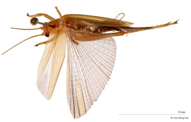 Dinomunda griseipennis • © Tan Ming Kai • All Rights Reserved