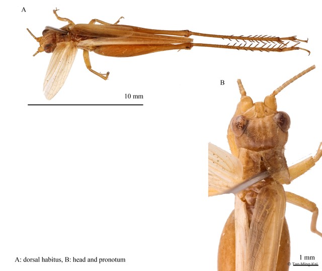 Euscyrtus (Osus) concinnus • © Tan Ming Kai • All Rights Reserved