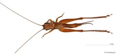 Euscyrtus (Osus) hemelytrus • © Tan Ming Kai • All Rights Reserved