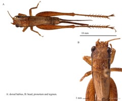 Euscyrtus (Osus) hemelytrus (Haan, 1844)