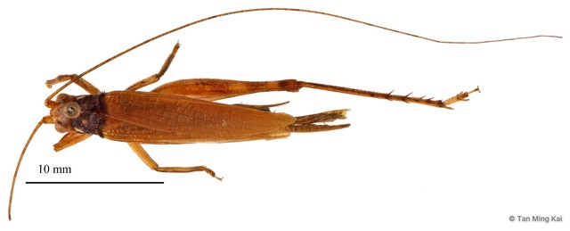 Mistshenkoana bilineata