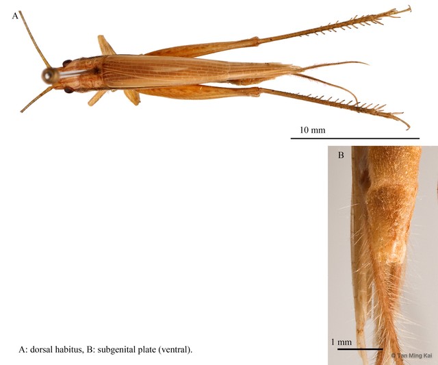 Patiscus malayanus