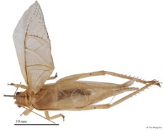 Sonotrella (Calyptotrella) bipunctata (Chopard, 1969)