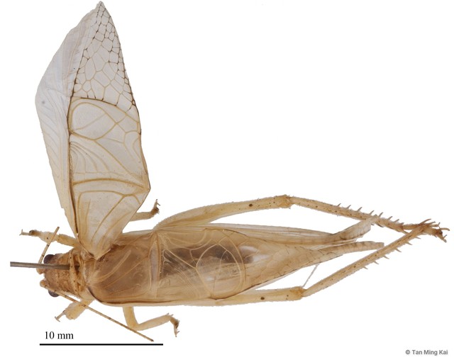 Sonotrella (Calyptotrella) bipunctata • © Tan Ming Kai • All Rights Reserved