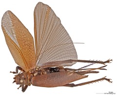Sonotrella (Megatrella) typica • © Tan Ming Kai • All Rights Reserved