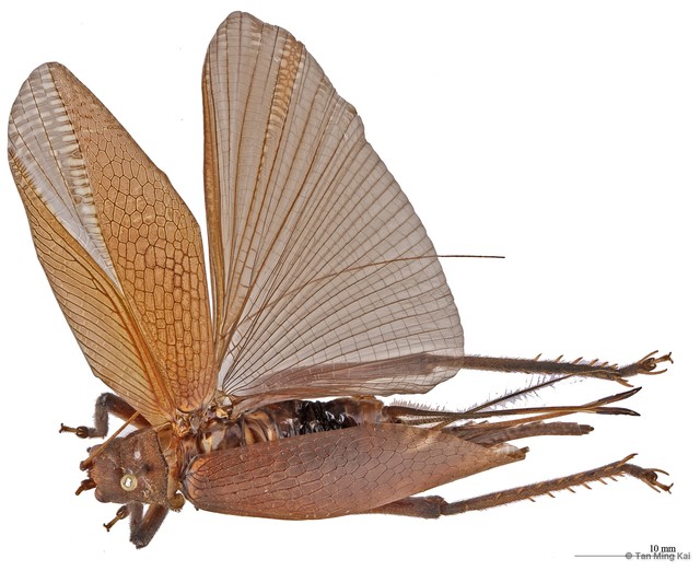 Sonotrella (Megatrella) typica • © Tan Ming Kai • All Rights Reserved