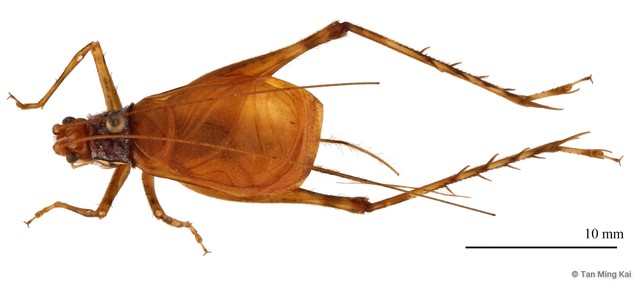 Phaloria jerelynae