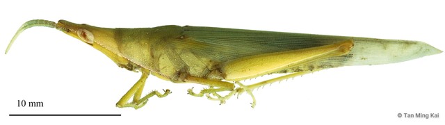 Atractomorpha psittacina psittacina • © Tan Ming Kai • All Rights Reserved