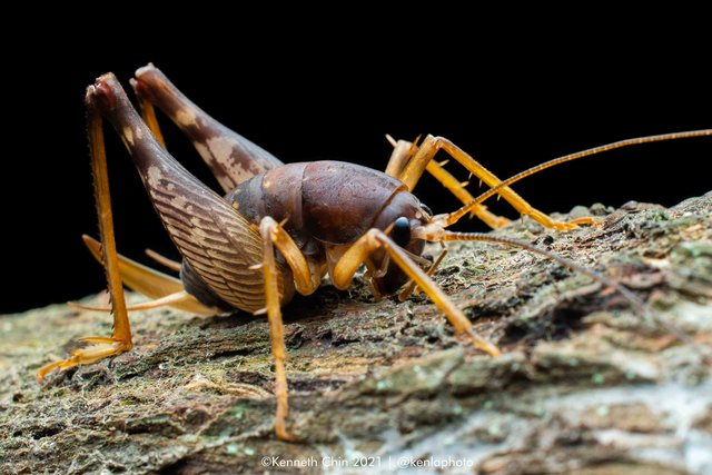 Rhaphidophoridae sp. "51f74e0b" • © Kenneth Chin • All Rights Reserved