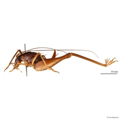 Rhaphidophora sp. "1" • © Tan Ming Kai • All Rights Reserved