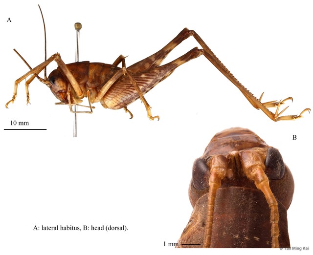 Rhaphidophora sp. "1"