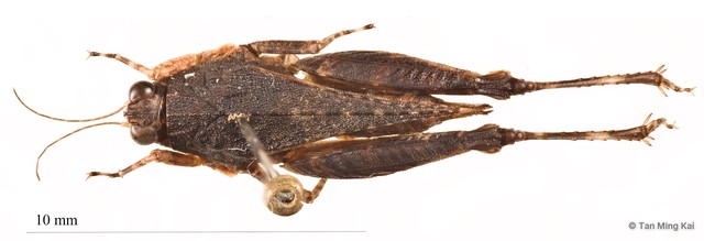 Coptotettix sp. "1" • © Tan Ming Kai • All Rights Reserved