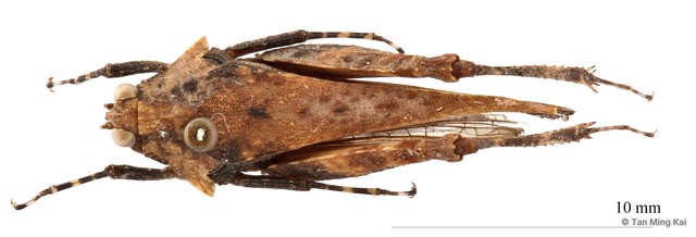 Criotettix sp. "cf. robustus" • © Tan Ming Kai • All Rights Reserved