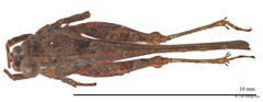 Ergatettix dorsiferus