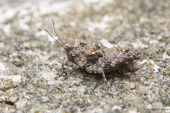 Thoradonta nodulosa • © Marcus Ng Fu Chuan • All Rights Reserved