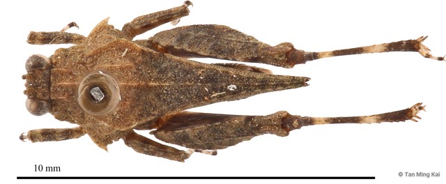 Thoradonta nodulosa