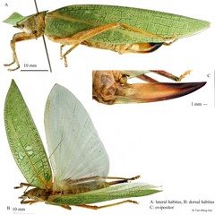 Phyllomimini sp. "Mioacris/Promeca 1"