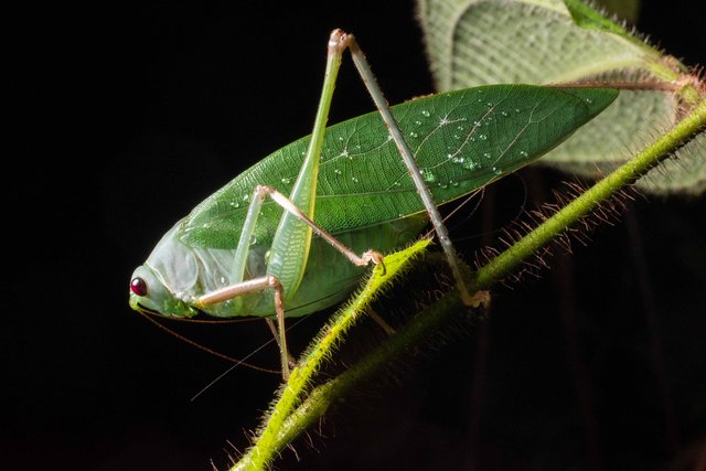 Holochlorini sp. "Phaulula/Psyrana" • © Kenneth Chin • All Rights Reserved