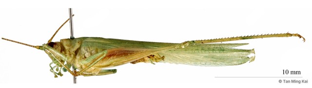 Alloteratura sp. "cfc4a2eb" • © Tan Ming Kai • All Rights Reserved