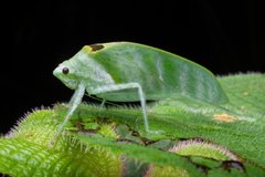 Arnobia pilipes tropica • © Kenneth Chin • All Rights Reserved