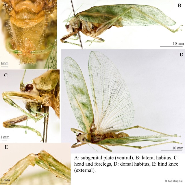 Arnobia pilipes tropica