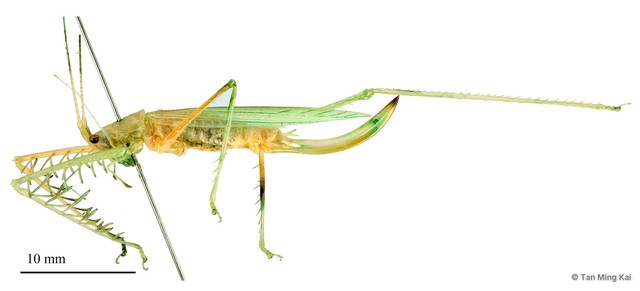 Carliphisis leontopolites • © Tan Ming Kai • All Rights Reserved