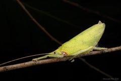 Chondroderella borneensis • © Kenneth Chin • All Rights Reserved