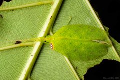Chondroderella borneensis • © Kenneth Chin • All Rights Reserved