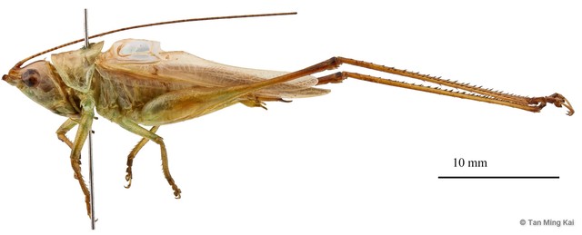 Conocephalus sp. "1" • © Tan Ming Kai • All Rights Reserved