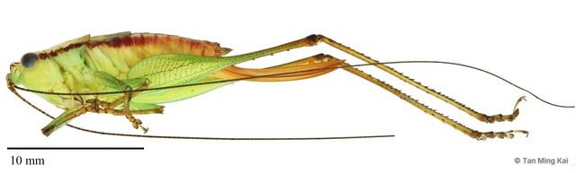 Conocephalus (Anisoptera) cognatus • © Tan Ming Kai • All Rights Reserved