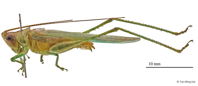 Conocephalus (Anisoptera) longipennis • © Tan Ming Kai • All Rights Reserved