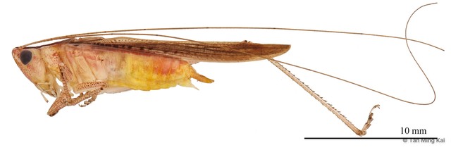 Conocephalus (Anisoptera) maculatus • © Tan Ming Kai • All Rights Reserved