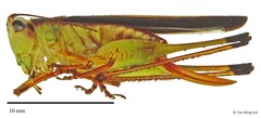 Conocephalus (Anisoptera) melaenus