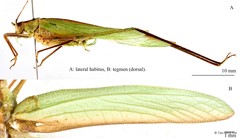Ducetia malayana