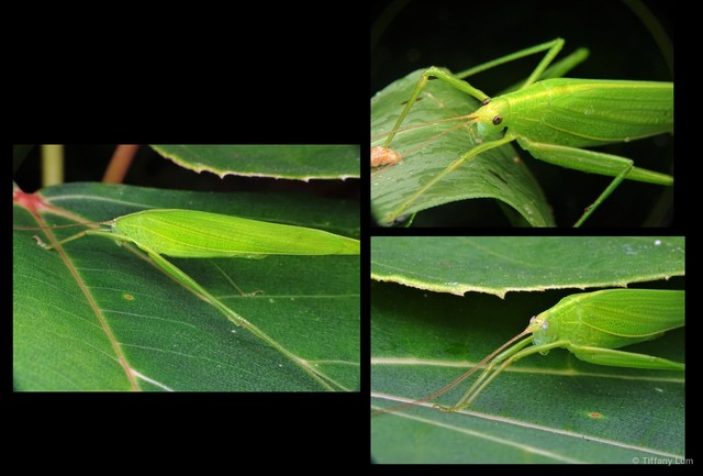 Elimaea (Elimaea) subcarinata • © Tiffany Lum • All Rights Reserved