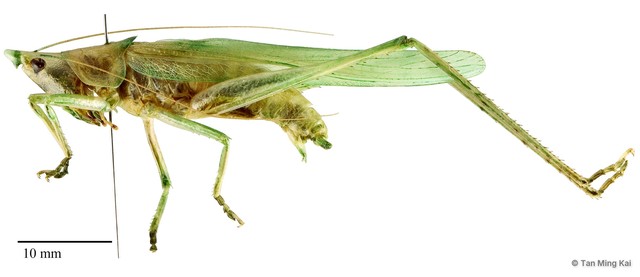 Euconocephalus nasutus • © Tan Ming Kai • All Rights Reserved