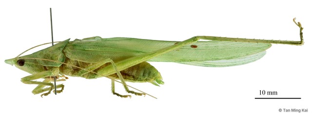 Euconocephalus pallidus • © Tan Ming Kai • All Rights Reserved