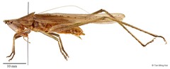 Euconocephalus picteti