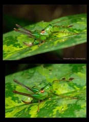 Glenophisis singapura • © Kenneth Chin • All Rights Reserved