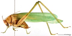 Holochlora sp. "1" • © Tan Ming Kai • All Rights Reserved