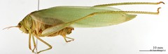 Holochlora sp. "cf. signata signata" • © Tan Ming Kai • All Rights Reserved