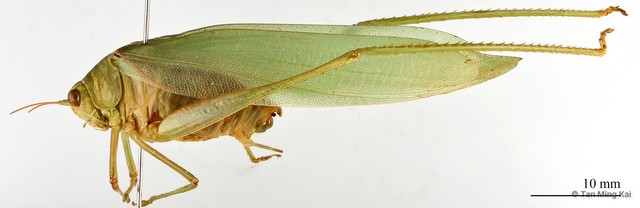 Holochlora sp. "cf. signata signata"