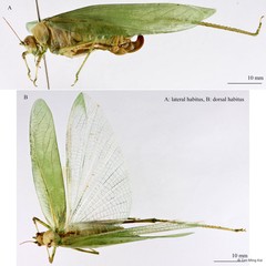 Holochlora sp. "cf. signata signata" • © Tan Ming Kai • All Rights Reserved