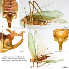 Holochlora paradoxa Karny, 1926