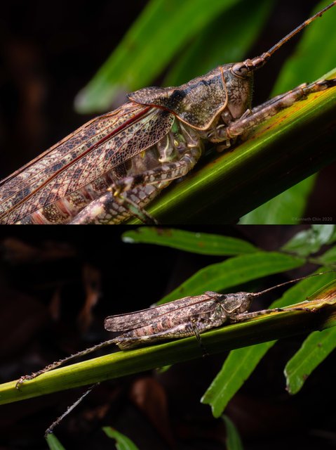 Jambiliara selita