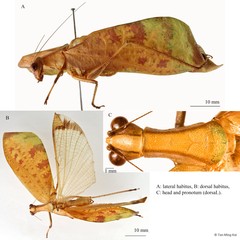Leptoderes ornatipennis Serville, 1838
